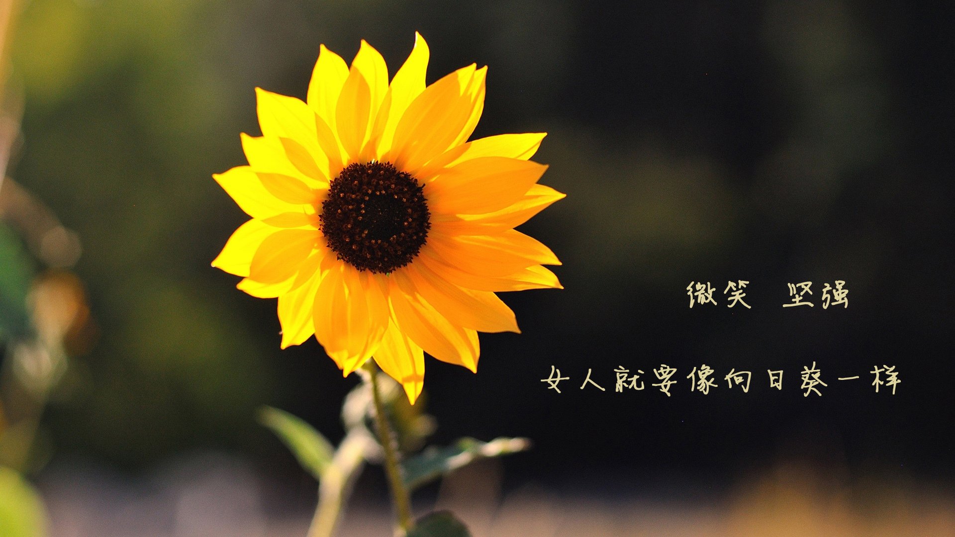 勇士推出主题夜活动，纪念库里职业生涯首战，2020年勇士库里